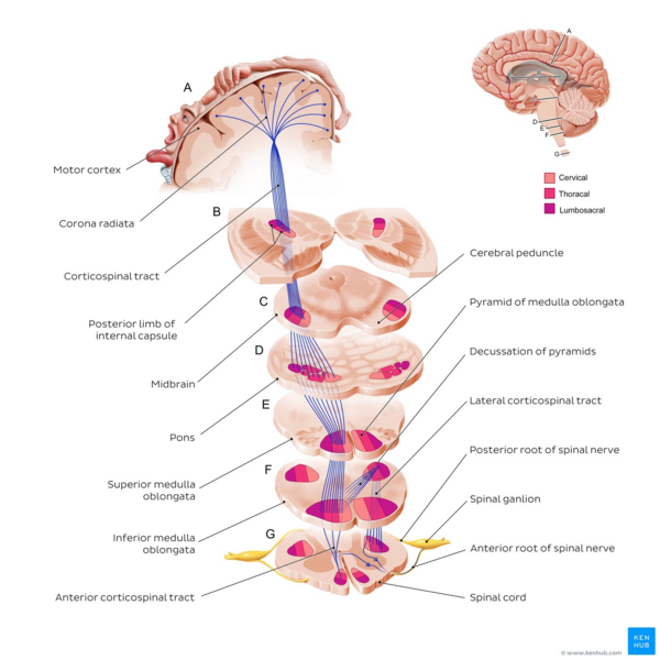 Corticospinal Neurons: A Breakthrough in Neuroregeneration for ALS